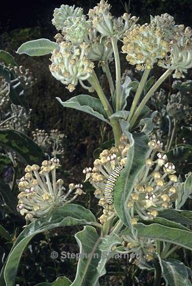 asclepias eriocarpa 1 graphic